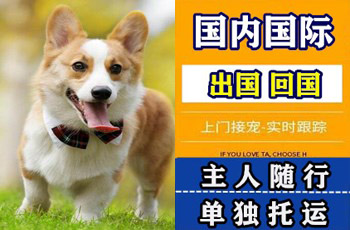 西藏自治区宠物托运公司西藏自治区宠物托运公司西藏自治区宠物托运公司